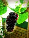 mulberry tree